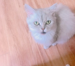 페르시안 무료분양
