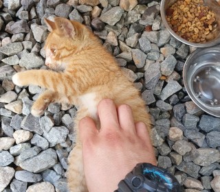 한국 고양이 무료분양