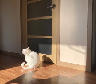 터키쉬앙고라 무료분양