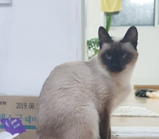 샴 무료분양
