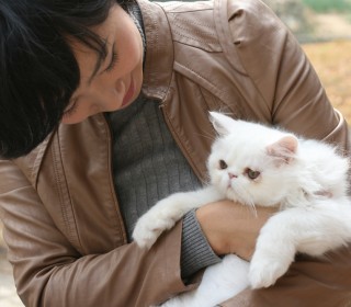 페르시안 무료분양