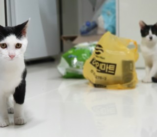 한국 고양이 무료분양