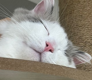 렉돌 무료분양