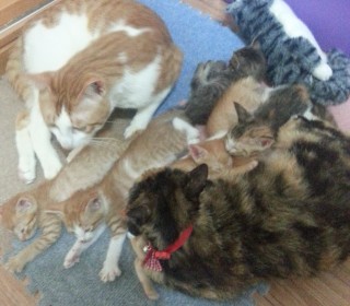 한국 고양이 무료분양