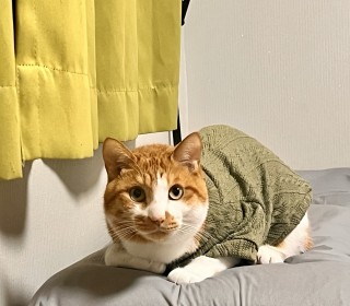 한국 고양이 무료분양