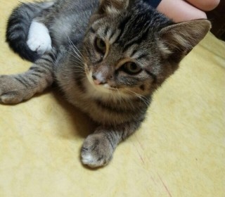한국 고양이 무료분양
