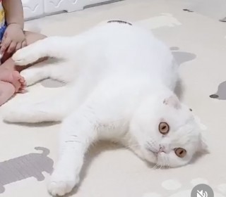 스코티쉬 폴드 무료분양