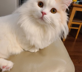 기타 무료분양