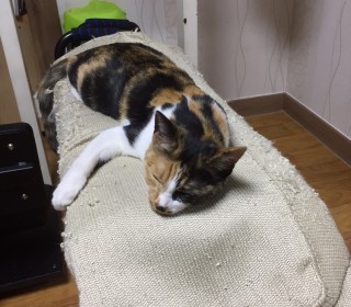 한국 고양이 무료분양