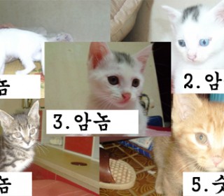 터키쉬앙고라 무료분양