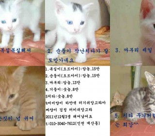 터키쉬앙고라 무료분양