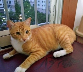 한국 고양이 무료분양