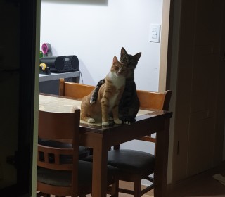 한국 고양이 무료분양