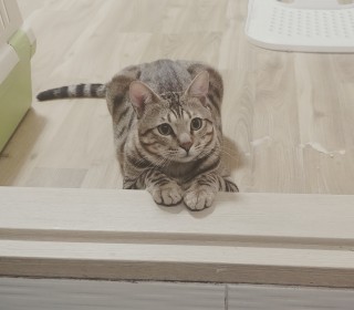 기타 무료분양