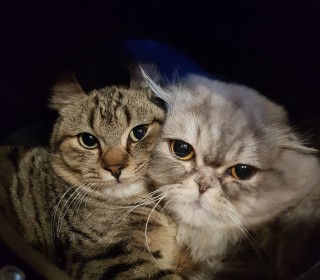 기타 무료분양