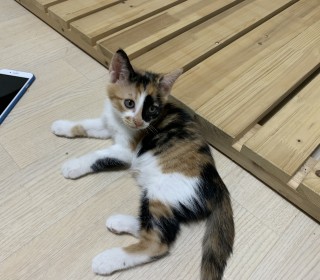 한국 고양이 무료분양