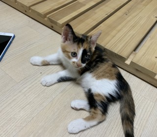 한국 고양이 무료분양