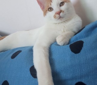 한국 고양이 무료분양