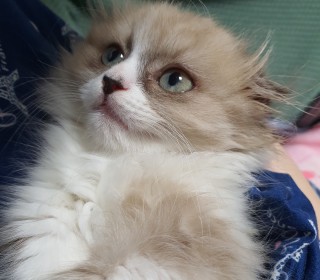 기타 무료분양