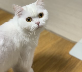 기타 무료분양