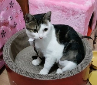 기타 무료분양