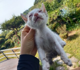 한국 고양이 무료분양