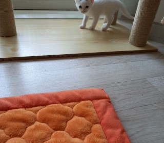 한국 고양이 무료분양