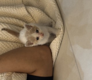 기타 무료분양
