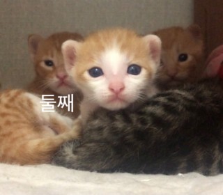 한국 고양이 무료분양