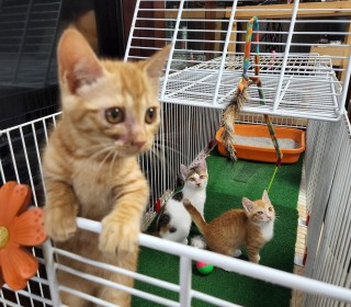 한국 고양이 무료분양