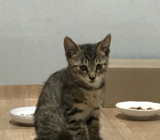 한국 고양이 무료분양