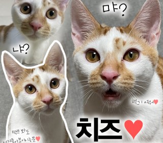 한국 고양이 무료분양