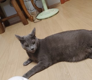 러시안 블루 무료분양