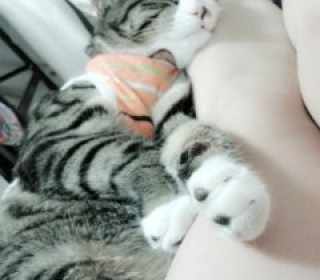 한국 고양이 무료분양