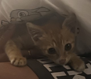 한국 고양이 무료분양