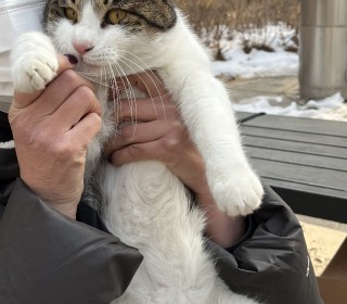 한국 고양이 무료분양