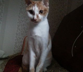 한국 고양이 무료분양