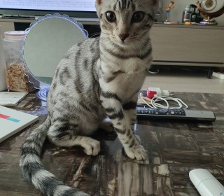 기타 무료분양