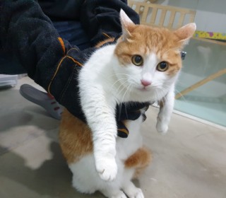 한국 고양이 무료분양
