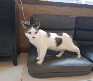 한국 고양이 무료분양