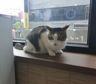 한국 고양이 무료분양