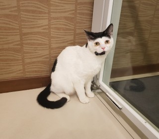 한국 고양이 무료분양
