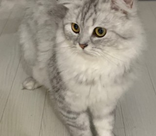 페르시안 무료분양