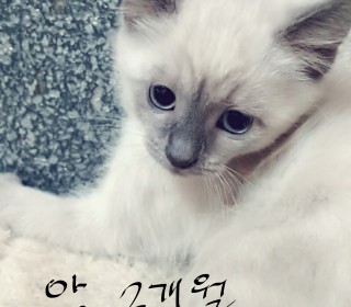 기타 무료분양