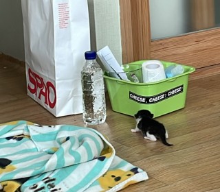 한국 고양이 무료분양