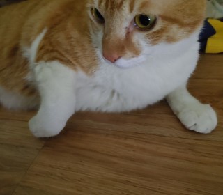한국 고양이 무료분양