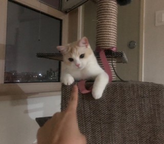 스코티쉬 폴드 무료분양
