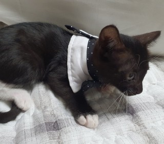한국 고양이 무료분양