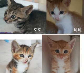 한국 고양이 무료분양