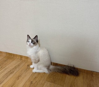 렉돌 무료분양